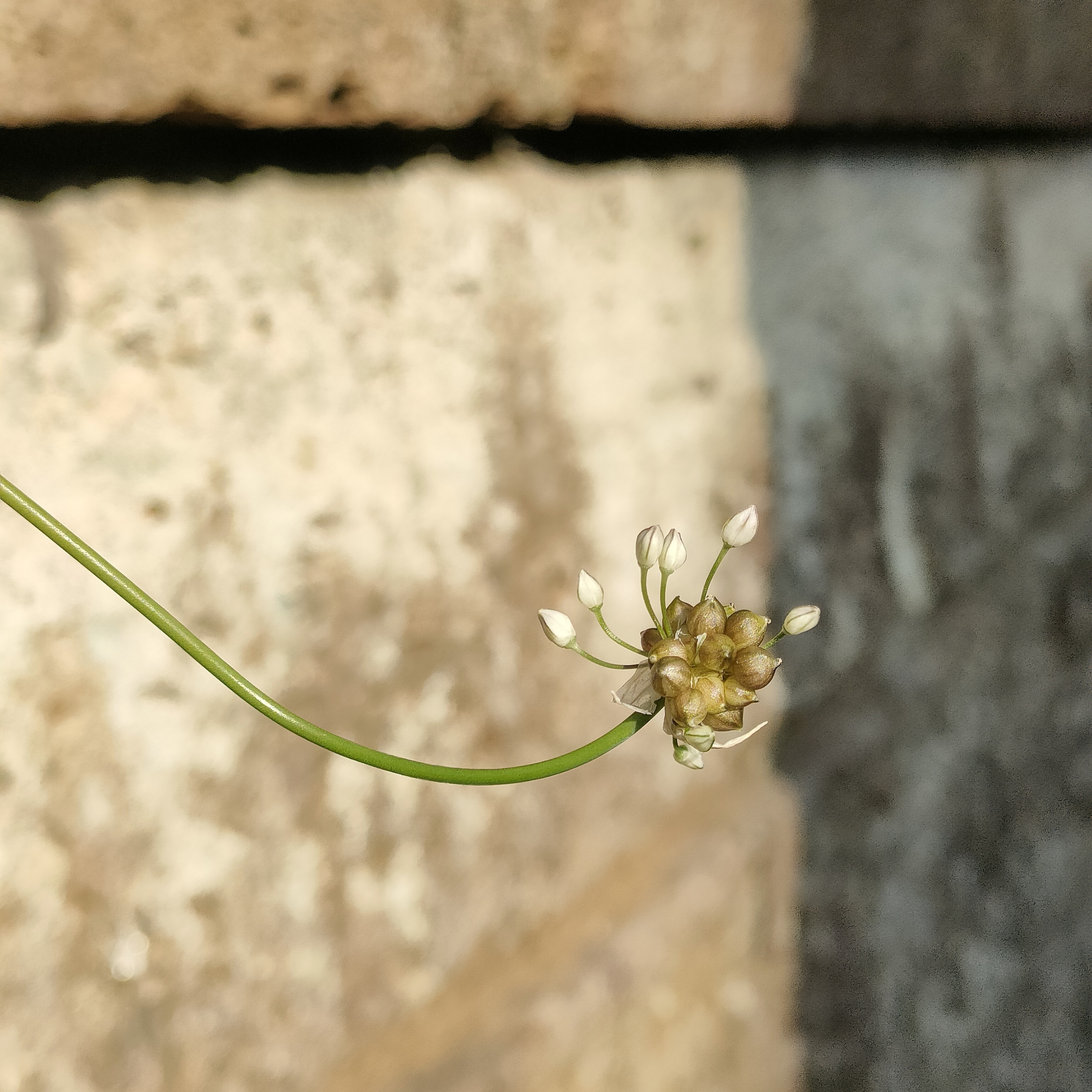 歩道に伸びた草の蕾を撮影した画像です。細長い茎の先に、玉ねぎの花のように白い蕾が数本束になっているのですが、名前は解りません。
